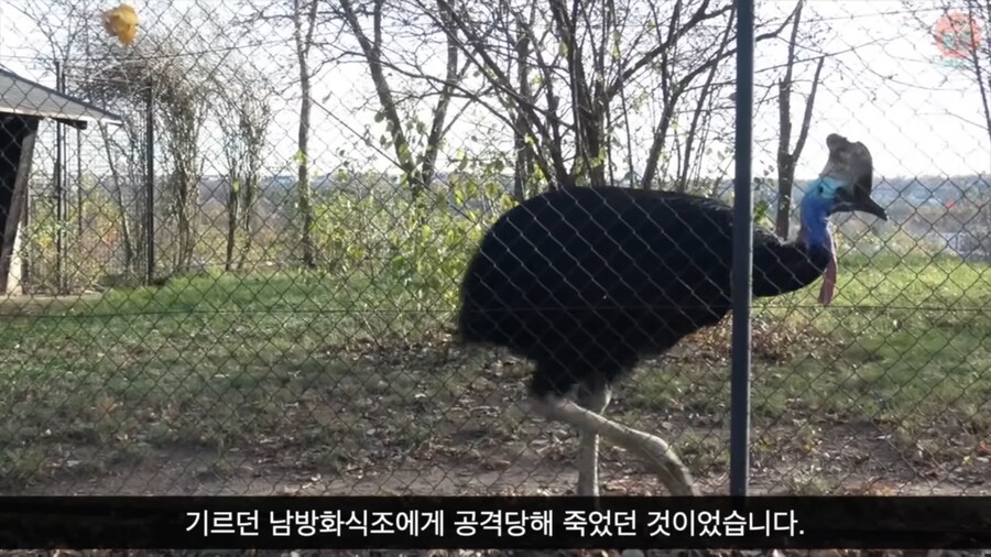 세상에서 가장 위험한 새라고 불리우는 화식조의 반전_24.png