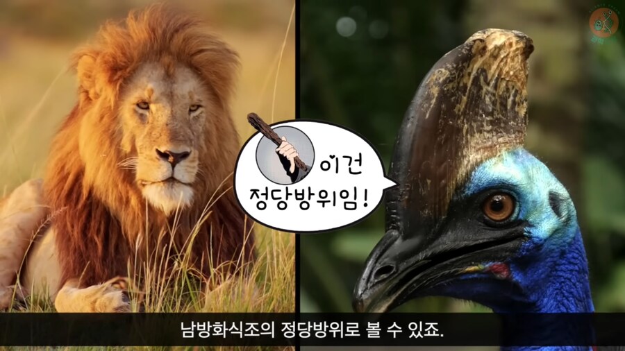 세상에서 가장 위험한 새라고 불리우는 화식조의 반전_27.png