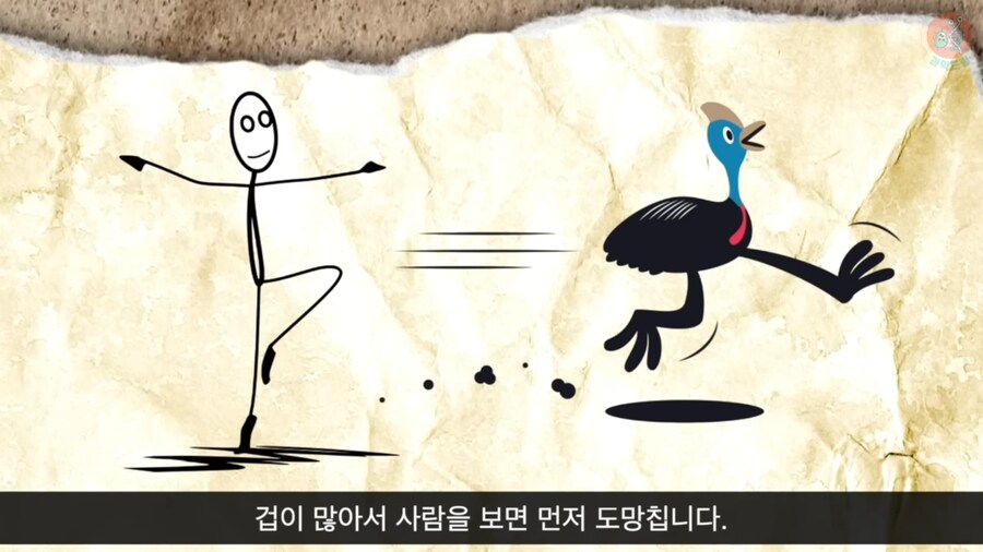 세상에서 가장 위험한 새라고 불리우는 화식조의 반전_29.png