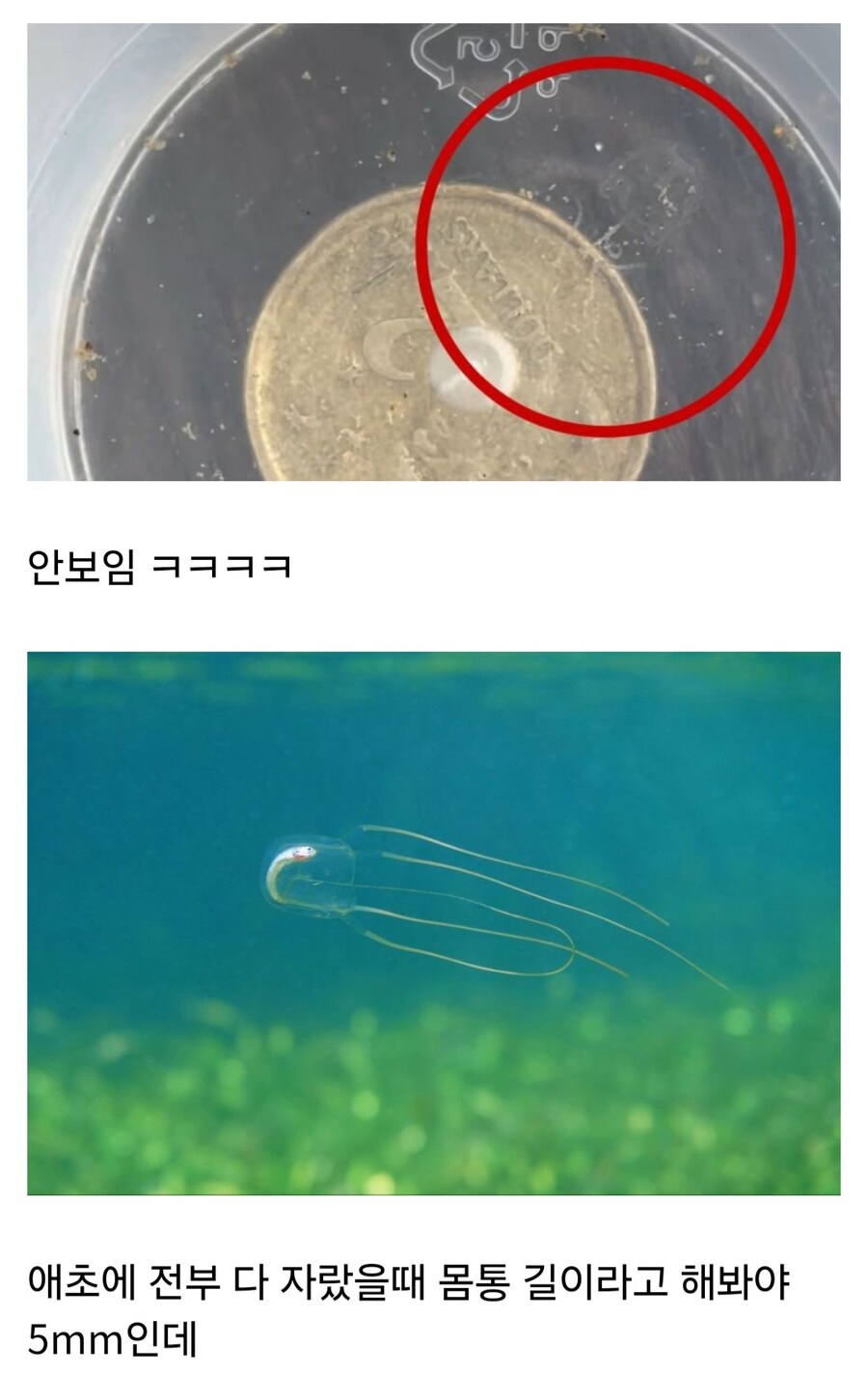 바다의 보이지 않는 위협이라 불리는 해파리_4.jpg