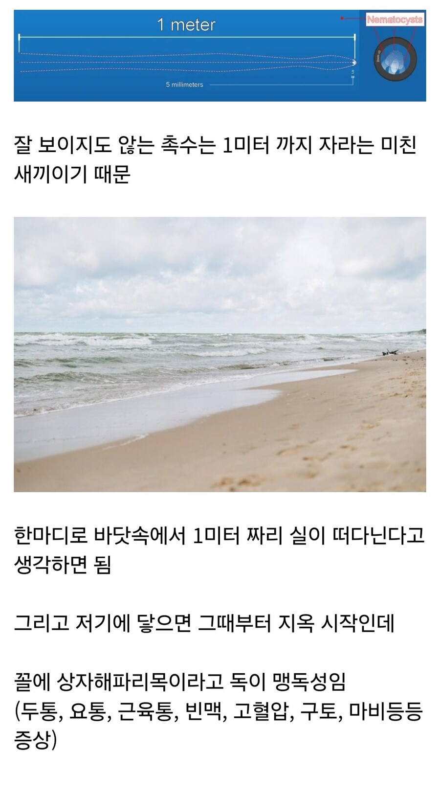 바다의 보이지 않는 위협이라 불리는 해파리_5.jpg