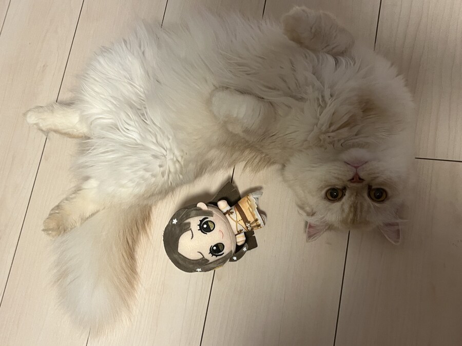 우리집 고양이 근황_1.jpg