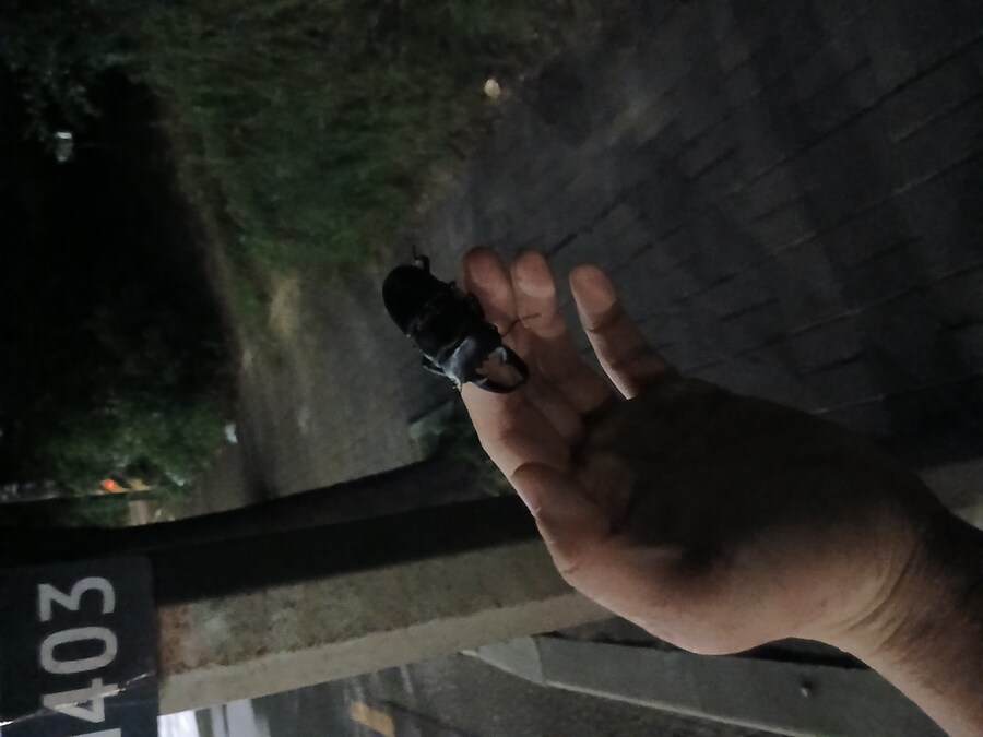 사슴벌레 잡았당_1.jpg