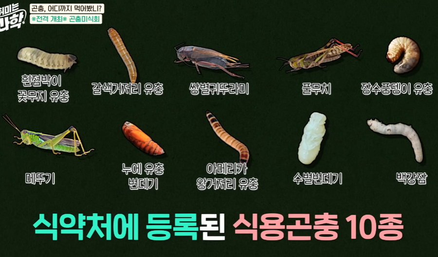 식약처에 등록된 식용 가능한 곤충 목록.jpg_1.webp