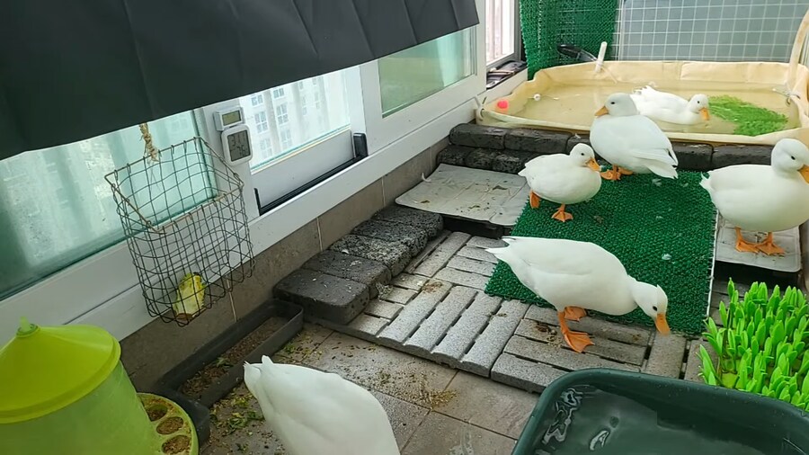 아파트에서 오리 키우넹_1.png