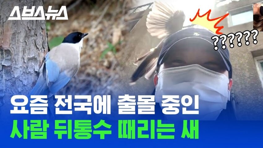 길 가는 사람 머리때리고 우는 새.jpg_1.jpg
