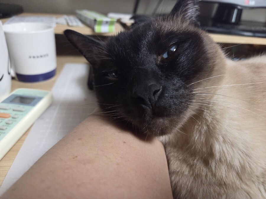 옛날에는 나 고양이 사진 참 잘 찍었던 것 같음_12.jpg
