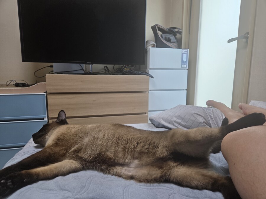 옛날에는 나 고양이 사진 참 잘 찍었던 것 같음_17.jpg