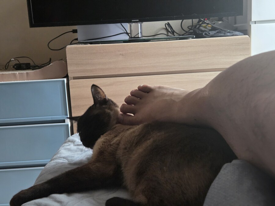 옛날에는 나 고양이 사진 참 잘 찍었던 것 같음_19.jpg