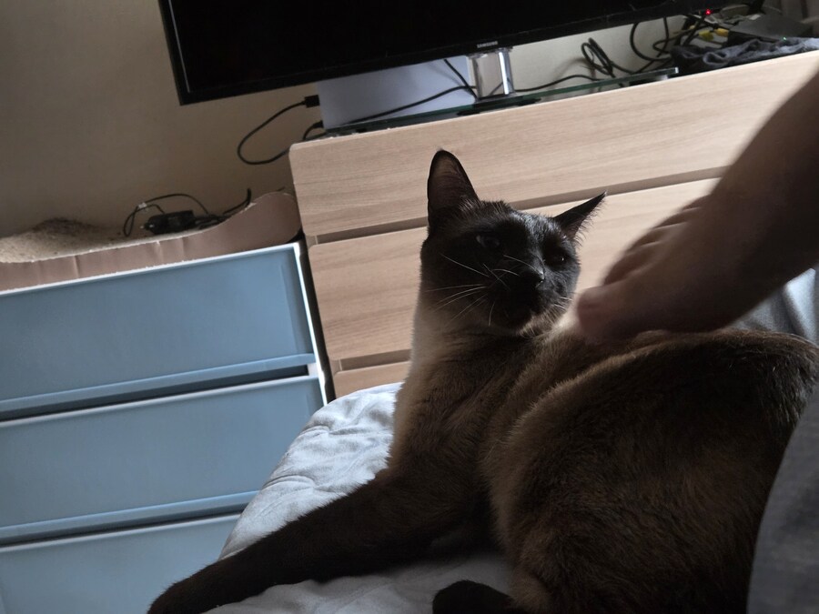 고양이 : 나는 나고 너는 너야! 난 되고 넌 안돼!_9.jpg