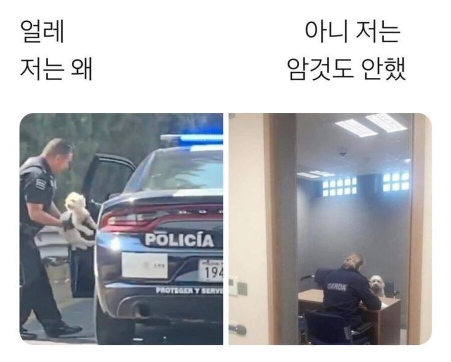 체포 당하는 멍멍이_1.jpg