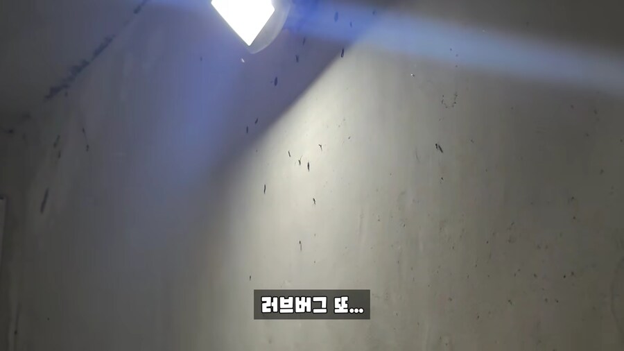 모기 유튜브에서 러브버그 유튜브로 갈아탄 유튜버.jpg_2.png