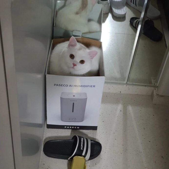 플스를 노리는 야옹이_4.jpg