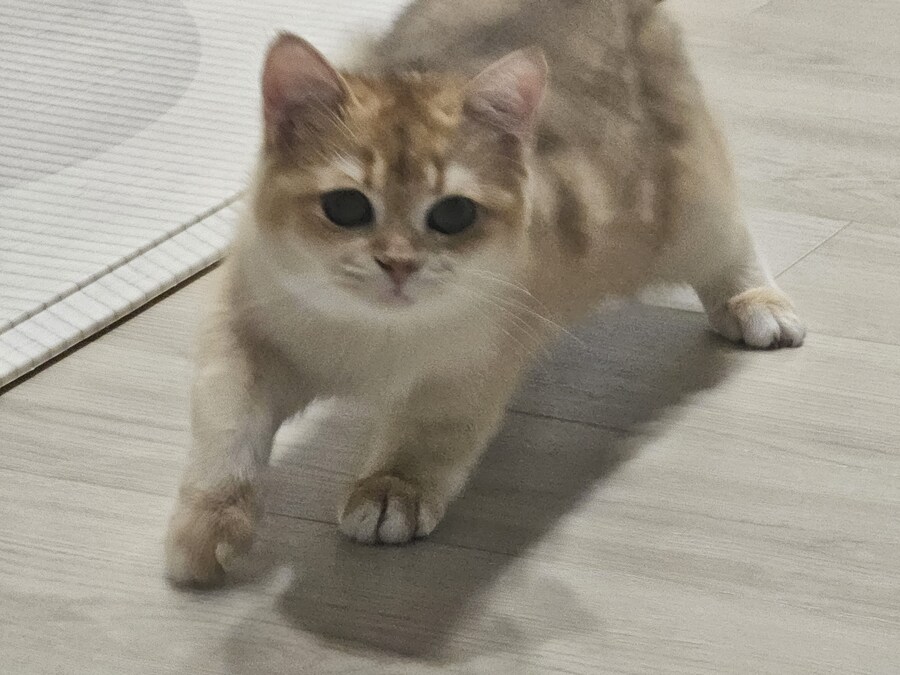 냥추고나두_1.jpg