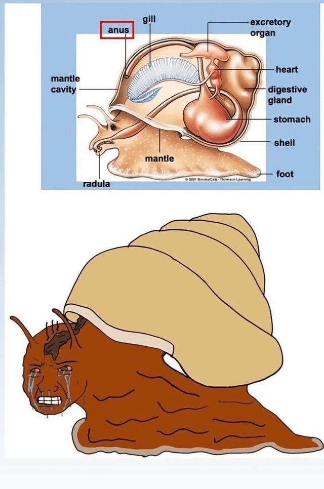 달팽이 💩은 어디서 나오나요?_1.jpg