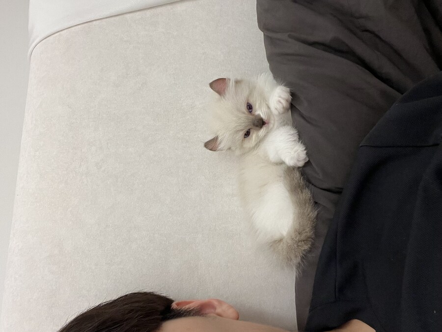 우리 애기 냥이 보고 가십쇼_7.jpg