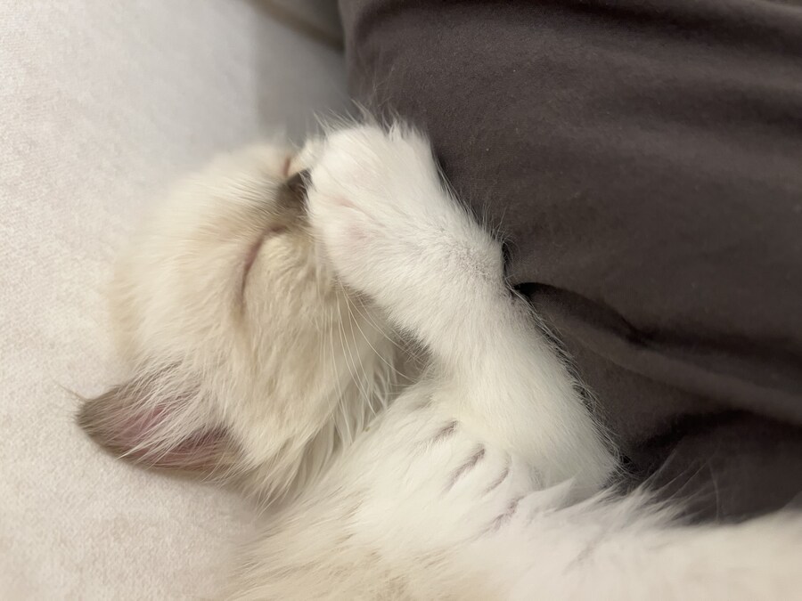 우리 애기 냥이 보고 가십쇼_8.jpg