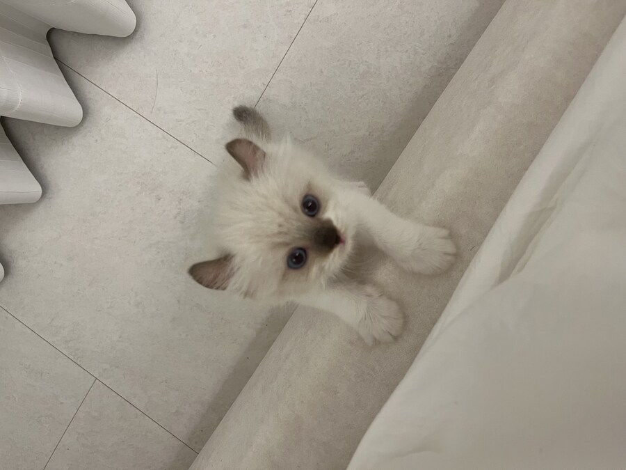 우리 애기 냥이 보고 가십쇼_4.jpg