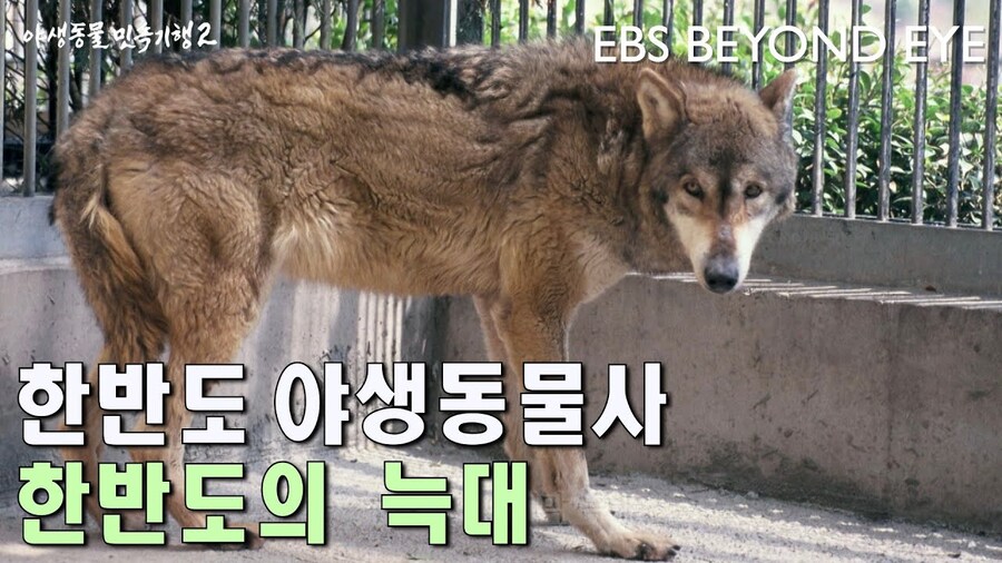 케이팝) 초대 무당들이 개쩌는 이유_3.jpg