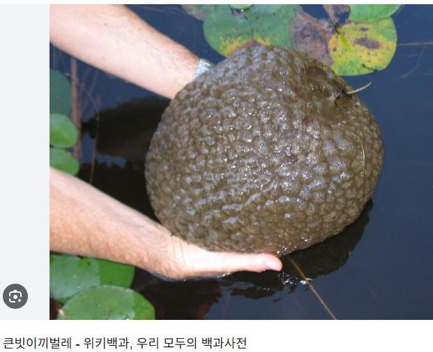 인방) 러브버그 사태로 떡상한 유튜버_5.jpg