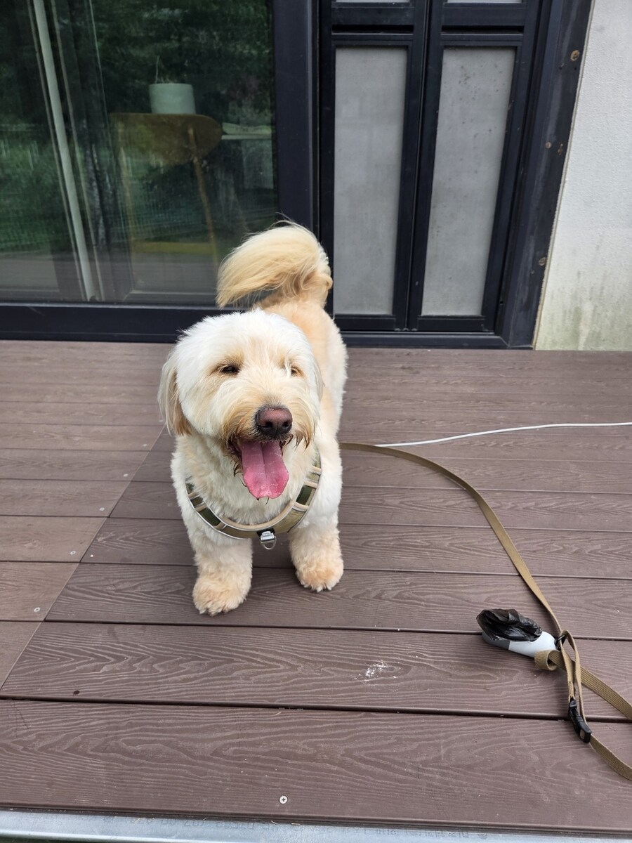 우리집 댕댕이 보구가_3.jpg