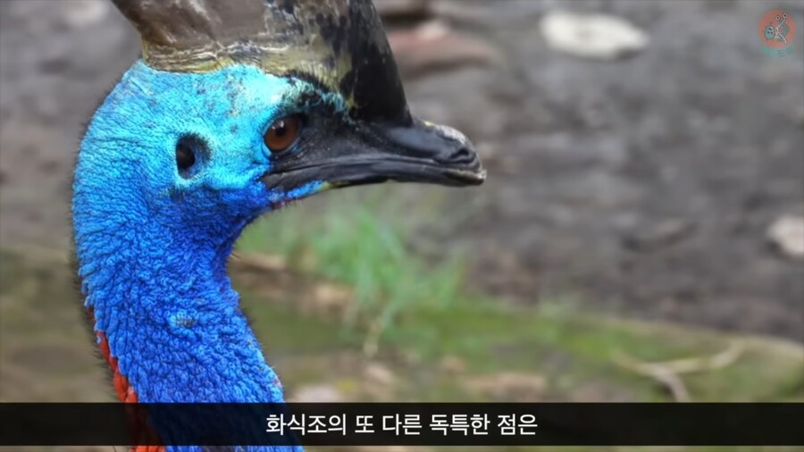 화식조가 날 속였어!_1.png