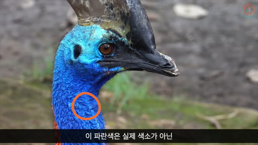 화식조가 날 속였어!_3.png