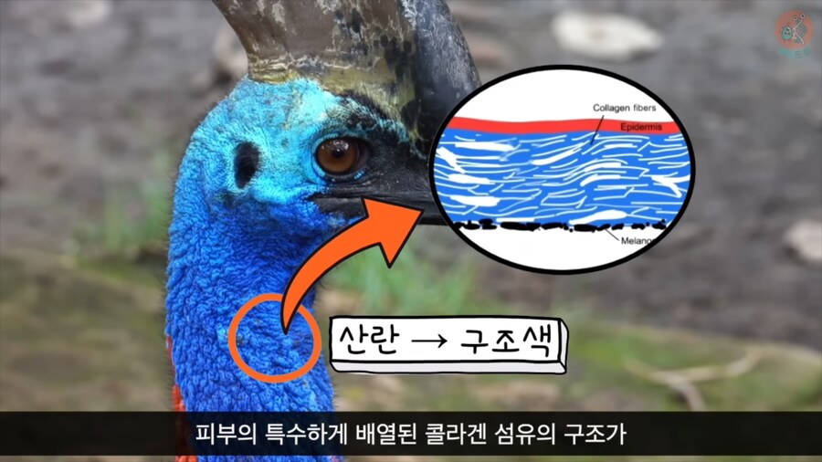 화식조가 날 속였어!_5.png