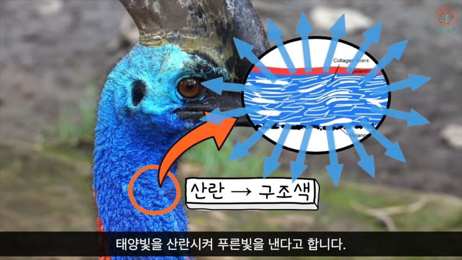 화식조가 날 속였어!_6.png