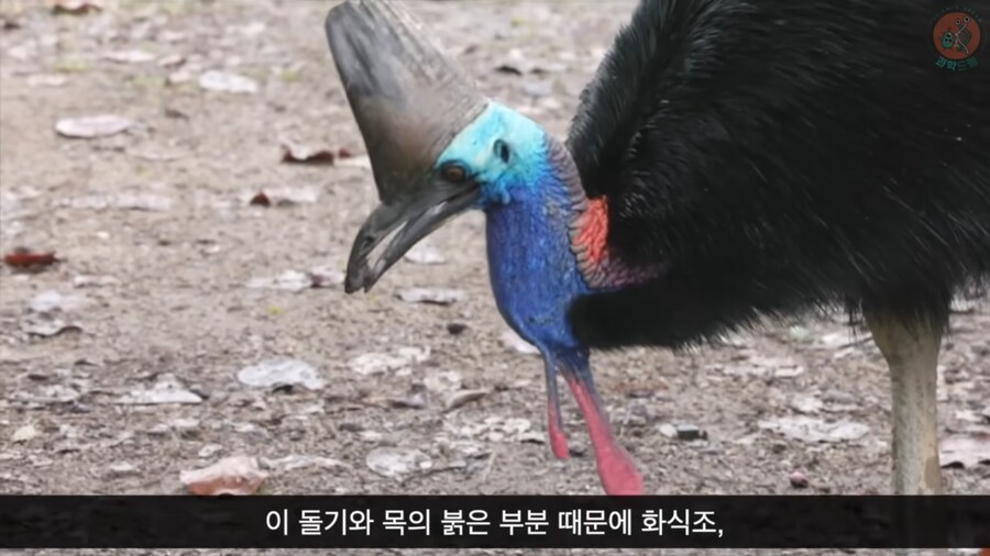 화식조가 날 속였어!_9.png