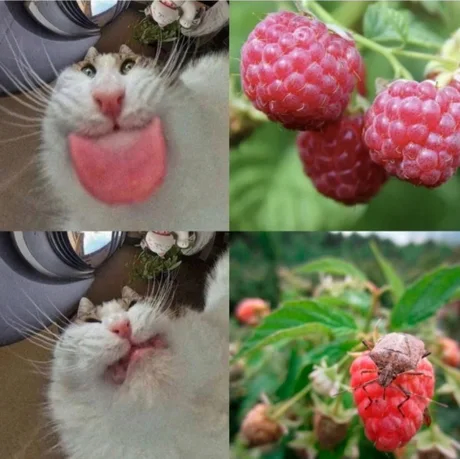 와~뱀딸기다~!_1.webp