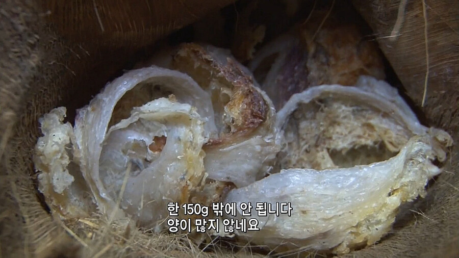 말로만 듣던 '제비집 요리' 의 제비집 실물_4.jpg