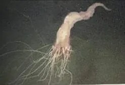 바이오 하자드 3 리메이크가 짜치는 이유_3.png