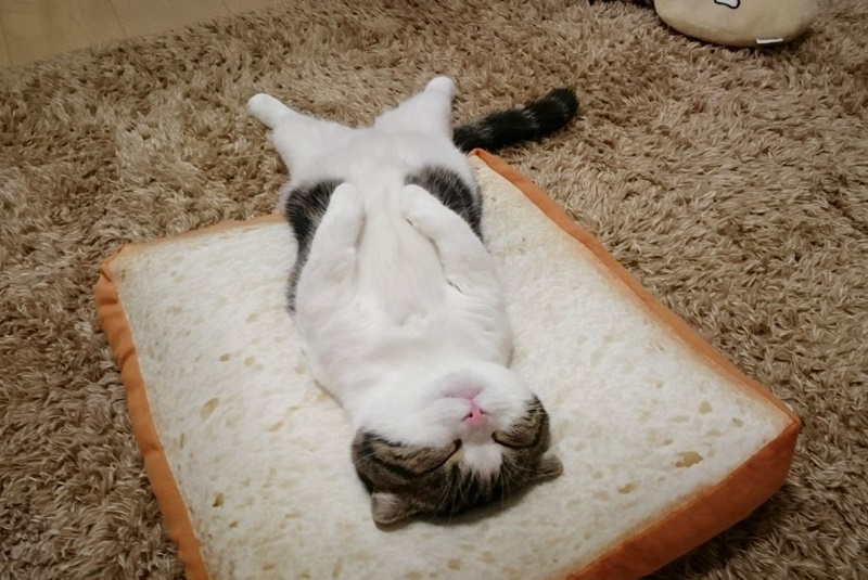 고양이들을 올려보겠다_2.jpg