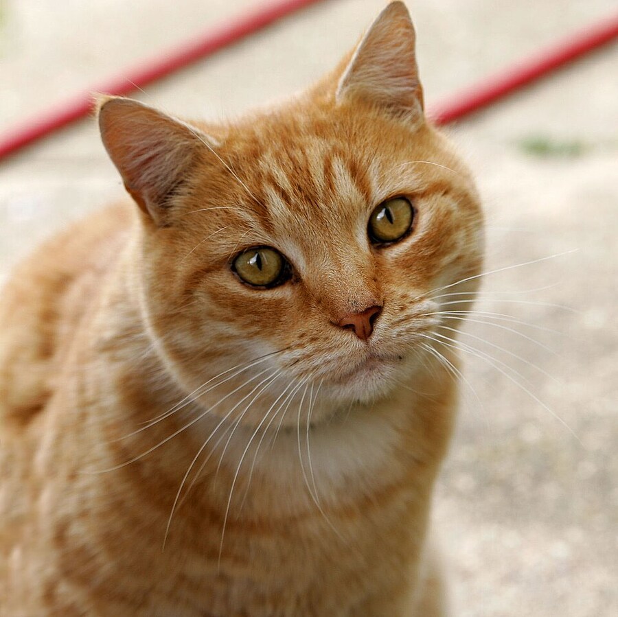 치타특)_5.jpg