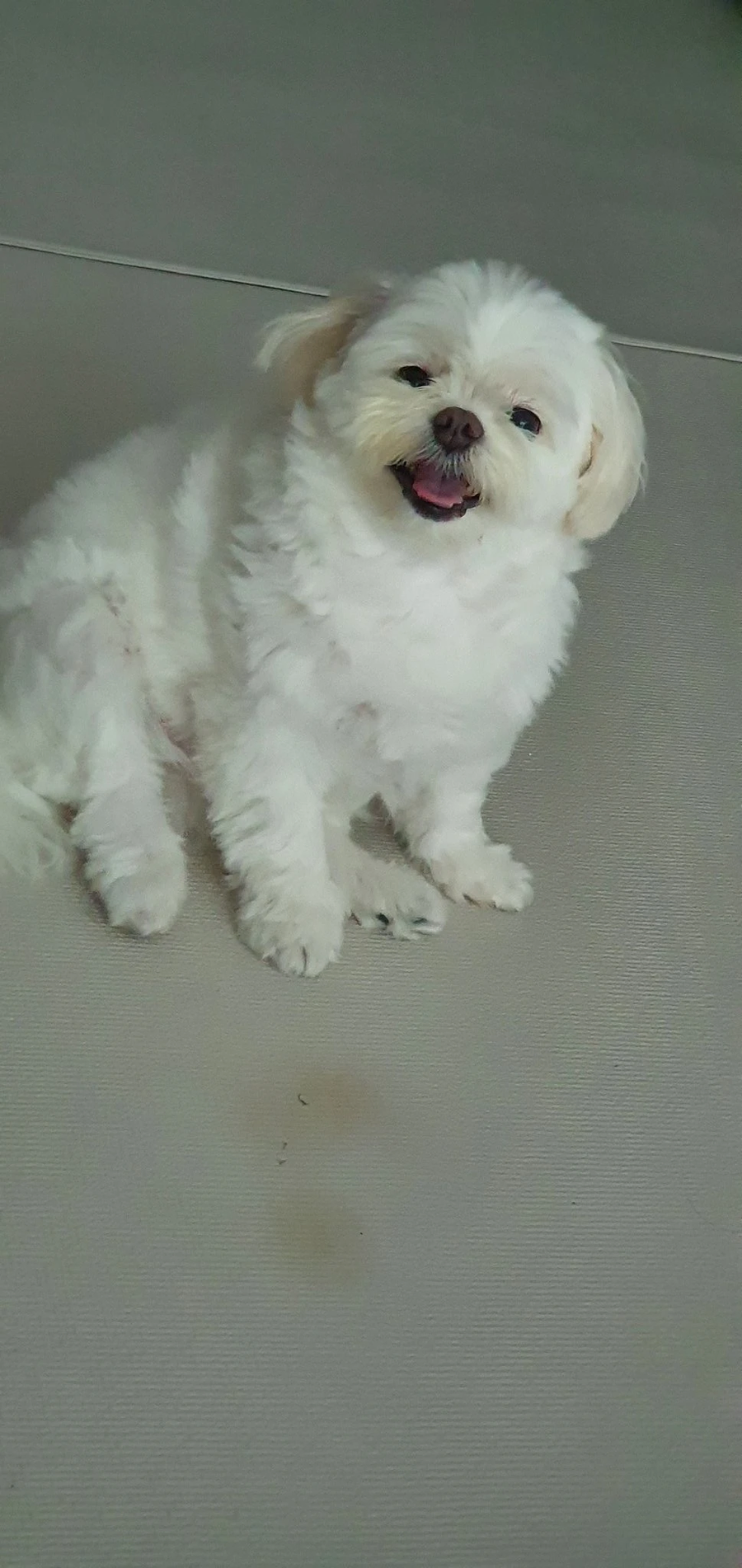주말에 마주한 강아지._3.webp