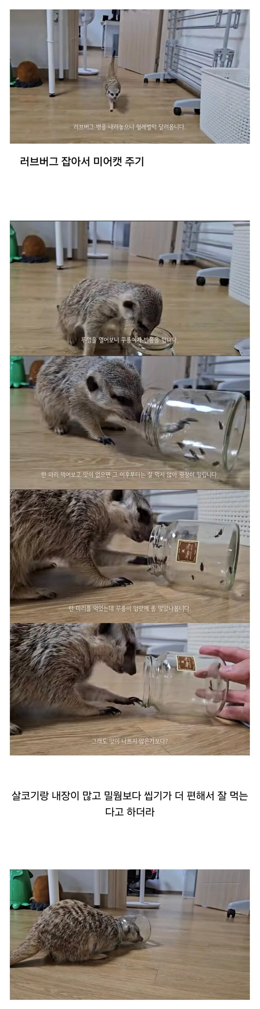 의외로 러브버그 주면 잘 먹는다는 동물.jpg_1.jpg