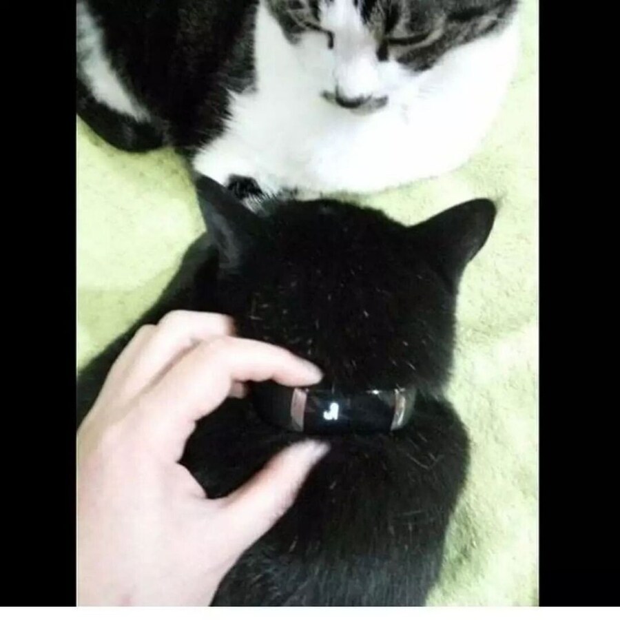 고양이의 하루.jpg_1.jpg