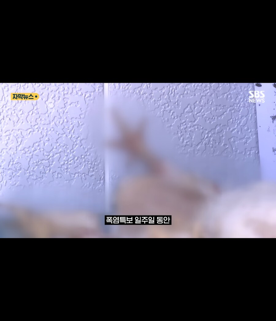 폭염에 가축들 폐사_3.jpg