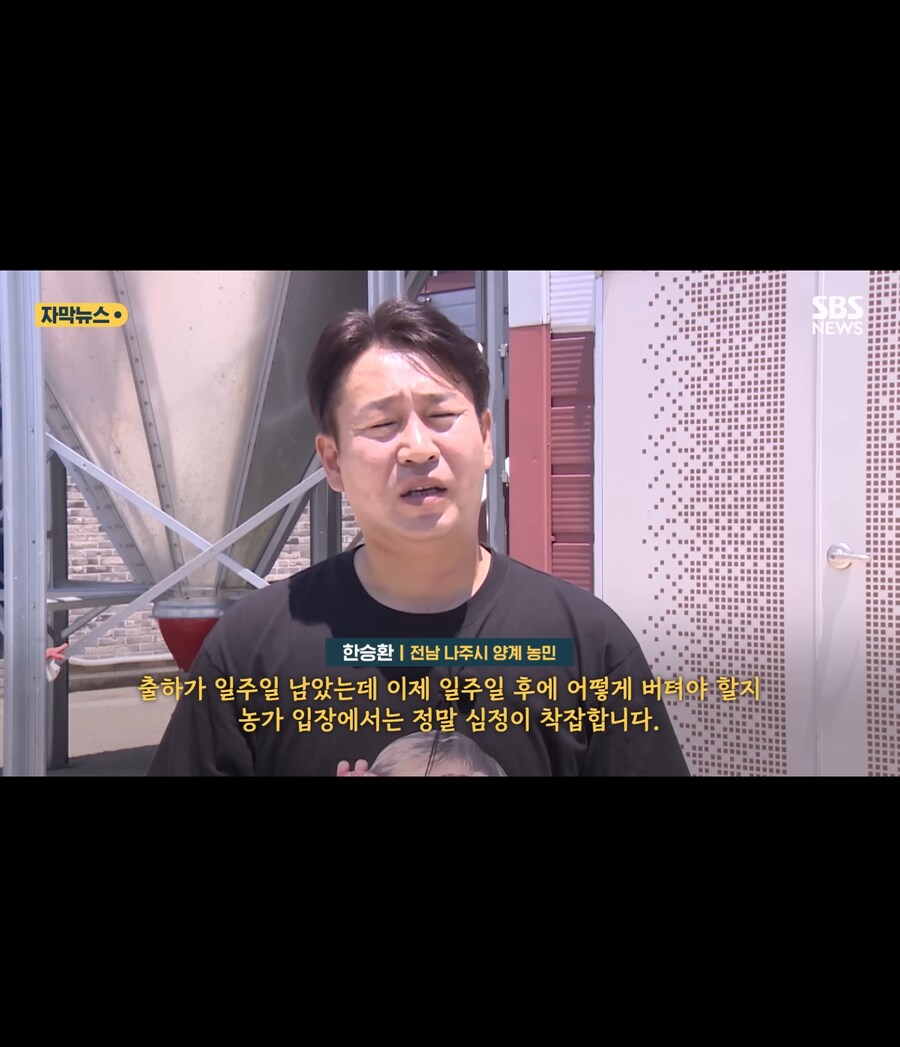 폭염에 가축들 폐사_7.jpg
