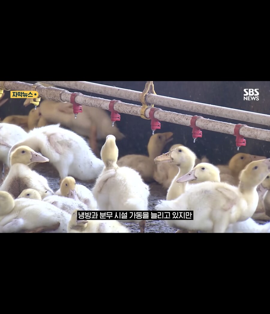 폭염에 가축들 폐사_11.jpg