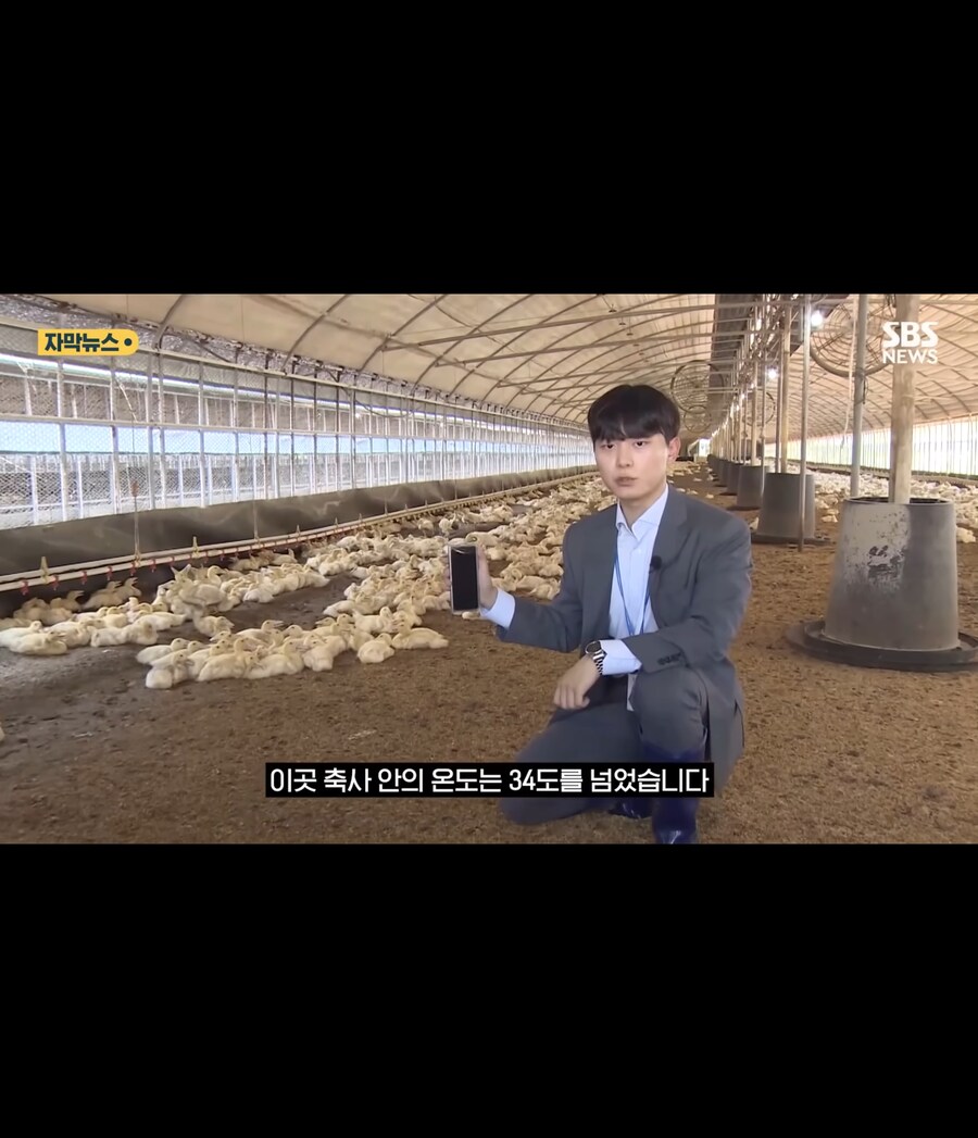 폭염에 가축들 폐사_14.jpg