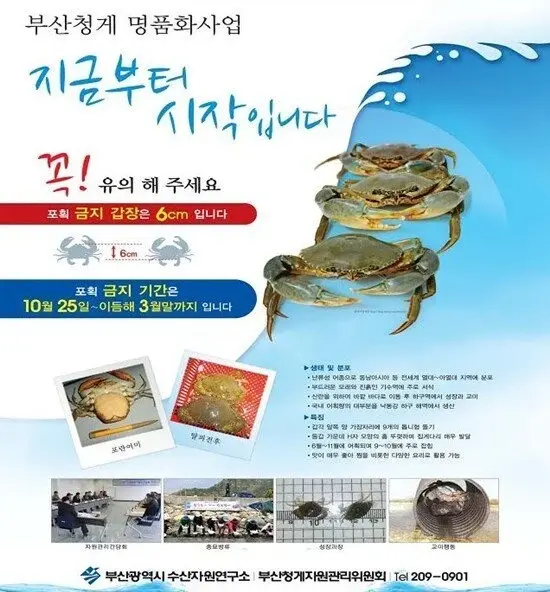 생태계 교란 외래종 톱날꽃게 근황_1.webp