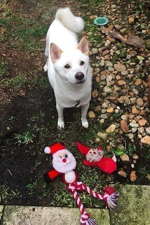 개 구라치지마세요. 세상에 산타가 어딨어요?_1.jpg