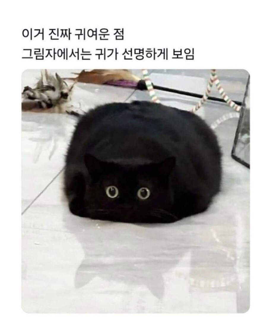고양이는 무슨 생각해?_3.jpg