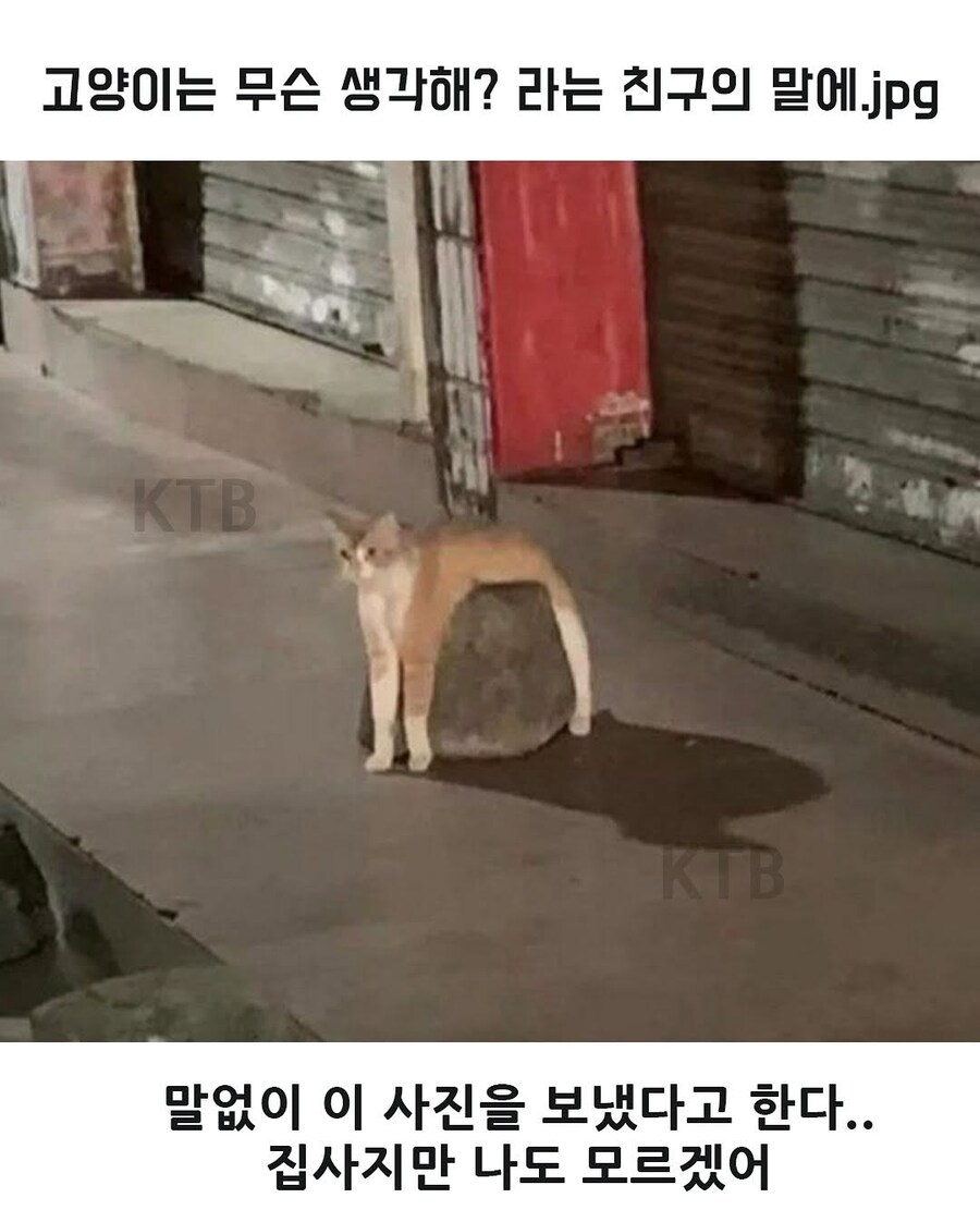 고양이는 무슨 생각해?_8.jpg