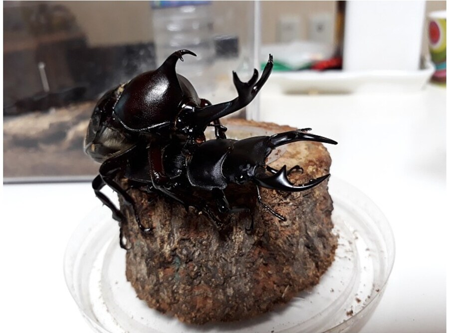 신기한거 보여줄까?_1.jpg