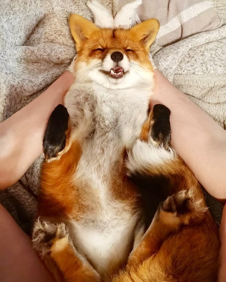 자기전에 올리는 여우짤_10.jpg