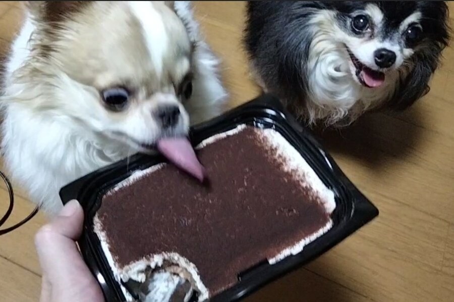 낼름_1.jpg