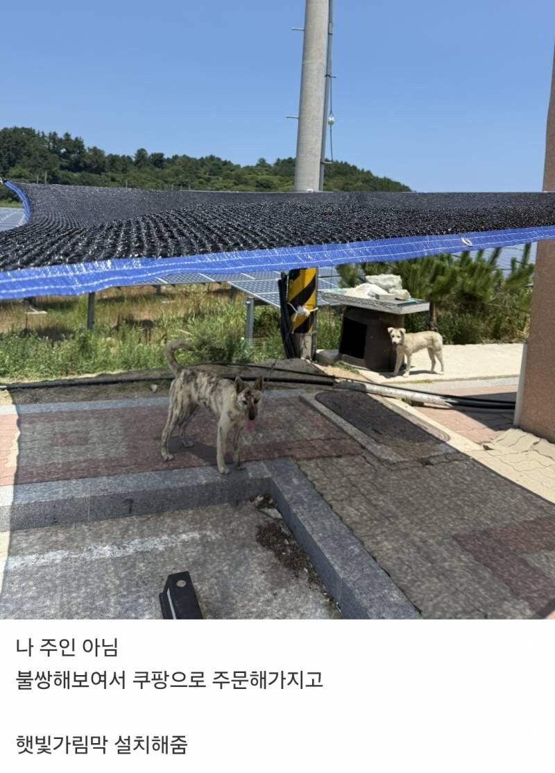 옆집 개들이 불쌍해서 햇빛가림막 설치해줌.jpg_1.jpg